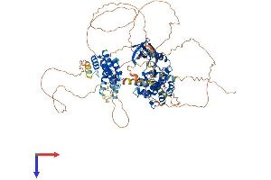 Mps1 Protein (TTK) (AA 1-857) (His tag)