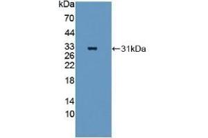 Detection of Recombinant QSOX1, Mouse using Polyclonal Antibody to Quiescin Q6 Sulfhydryl Oxidase 1 (QSOX1) (QSOX1 Antikörper  (AA 33-281))