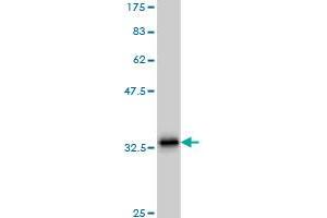 Western Blot detection against Immunogen (35. (SCGB3A2 Antikörper  (AA 1-93))