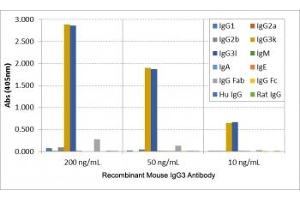 ELISA of mouse immunoglobulins shows the recombinant Mouse IgG3 antibody reacts to both mouse IgG3, kappa and IgG3, lambda (Rekombinanter Kaninchen anti-Maus IgG3 Antikörper)