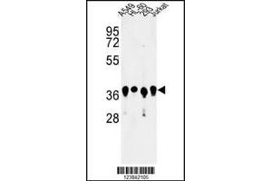 Western blot analysis of ARGLU1 Antibody in A549, HL-60, 293, Jurkat cell line lysates (35ug/lane) (ARGLU1 Antikörper  (N-Term))