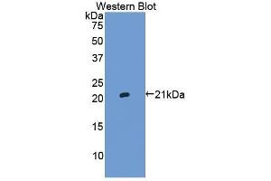 Western Blotting (WB) image for anti-Haptoglobin (HP) (AA 125-297) antibody (ABIN1078102) (Haptoglobin Antikörper  (AA 125-297))