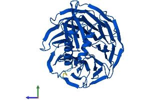 AlphaFold protein structure predicition of Human Recombinant DAW1 Protein, UniprotID Q8N136