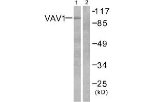 Western blot analysis of extracts from K562 cells, using VAV1 (epitope around residue 174) antibody (ABIN5976238, Line 1 and 2). (VAV1 Antikörper  (Tyr174))
