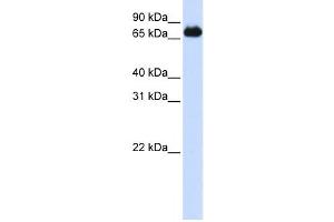 Western Blotting (WB) image for anti-Forkhead Box K2 (FOXK2) antibody (ABIN2458462) (Forkhead Box K2 Antikörper)