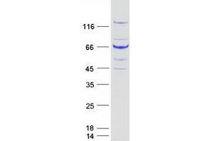 Validation with Western Blot (BUB1 Protein (Myc-DYKDDDDK Tag))