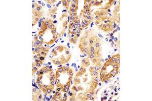 (ABIN6242146 and ABIN6578339) staining HTR1E in human kidney tissue sections by Immunohistochemistry (IHC-P - paraformaldehyde-fixed, paraffin-embedded sections). (Serotonin Receptor 1E Antikörper  (AA 223-258))