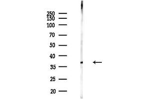 Western blot analysis of lysates from HUVEC cells(starvation,24h treatment), using FBL Antibody at 1/1000 dilution.