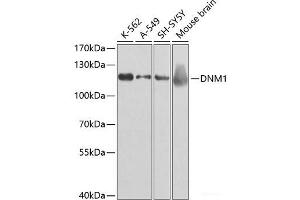 Western blot analysis of extracts of various cell lines using DNM1 Polyclonal Antibody at dilution of 1:500. (Dynamin 1 Antikörper)
