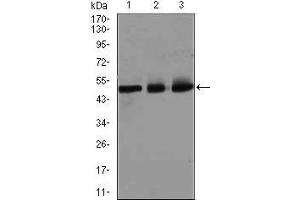 Western blot analysis using E2F1 mouse mAb against HeLa (1), SK-N-SH (2), and NIH3T3 (3) cell lysate.