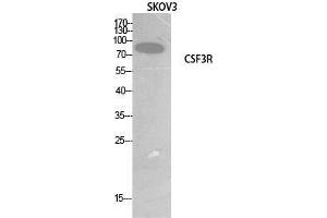 Western Blot (WB) analysis of SKOV3 cells using G-CSFR Polyclonal Antibody. (CSF3R Antikörper  (Internal Region))