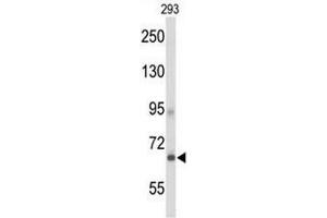 Western blot analysis of GPR133 Antibody (Center) in 293 cell line lysates (35µg/lane).