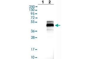 Western blot analysis of Lane 1: Negative control (vector only transfected HEK293T lysate), Lane 2: Over-expression lysate (Co-expressed with a C-terminal myc-DDK tag (~3. (MAGEB1 Antikörper  (AA 223-344))
