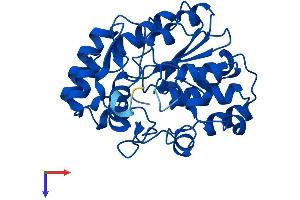 SULT1B1 Protein (AA 1-296) (His tag)