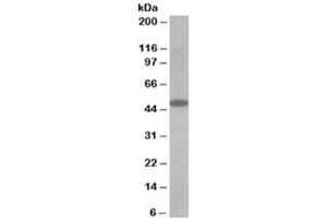 Western blot testing of human muscle lysate with OSBPL1A antibody at 0.