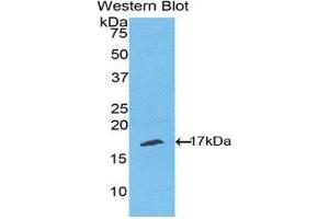Western Blotting (WB) image for anti-RELT Tumor Necrosis Factor Receptor (RELT) (AA 222-363) antibody (ABIN1860801)