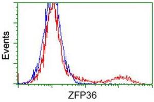 HEK293T cells transfected with either RC202049 overexpress plasmid (Red) or empty vector control plasmid (Blue) were immunostained by anti-ZFP36 antibody (ABIN2454203), and then analyzed by flow cytometry. (ZFP36 Antikörper)