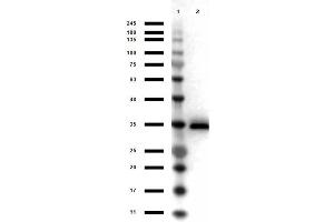 Western Blot results of Goat Anti-Glycerol 3 Phosphate-Dehydrogenase Peroxidase Conjugated. (GPD1 Antikörper  (HRP))
