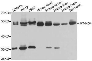 Western blot analysis of extracts of various cell lines, using MT-ND4 antibody. (Mitochondrially Encoded NADH Dehydrogenase 4 (MT-ND4) (AA 350-450) Antikörper)
