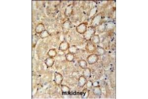 CRUM2 Antibody (C-term) (ABIN651911 and ABIN2840450) immunohistochemistry analysis in formalin fixed and paraffin embedded mouse kidney tissue followed by peroxidase conjugation of the secondary antibody and DAB staining. (CRB2 Antikörper  (AA 1258-1285))