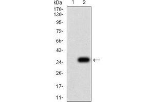 Western blot analysis using P2RY8 mAb against HEK293 (1) and P2RY8 (AA: extra mix)-hIgGFc transfected HEK293 (2) cell lysate. (P2RY8 Antikörper)