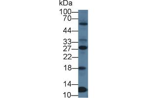 Western Blot; Sample: Human 293T cell lysate; Primary Ab: 1µg/ml Rabbit Anti-Mouse PTTG1 Antibody Second Ab: 0.