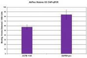 Histone H3 antibody (rAb) tested by ChIP  Chromatin immunoprecipitation (ChIP) was performed with 30 µg of chromatin from Farage human lymph-node derived B cells and 4.