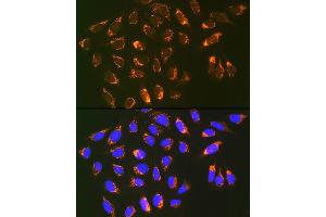 Immunofluorescence analysis of U-2 OS cells using Prohibitin 2 (Prohibitin 2 (PHB2)) Rabbit mAb (ABIN7269545) at dilution of 1:100 (40x lens). (Prohibitin 2 Antikörper)