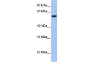 Western Blotting (WB) image for anti-Zinc finger protein 82 homolog (ZFP82) antibody (ABIN2460310)