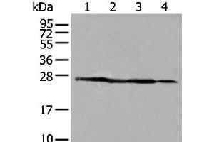 Western blot analysis of 293T A431 and HepG2 cell lysates using ARHGDIB Polyclonal Antibody at dilution of 1:500 (ARHGDIB Antikörper)
