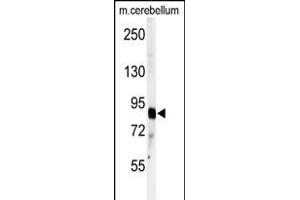Western blot analysis of anti-ADTS4 Antibody (C-term) (ABIN391642 and ABIN2841554) in mouse cerebellum tissue lysates (35 μg/lane). (ADAMTS4 Antikörper  (C-Term))