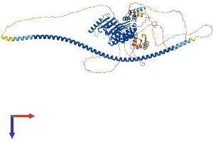 FBXO41 Protein (AA 1-875) (His tag)
