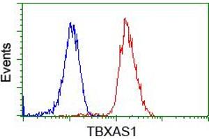 Image no. 1 for anti-thromboxane A Synthase 1 (Platelet) (TBXAS1) antibody (ABIN1501382) (TBXAS1 Antikörper)