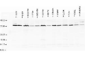 Aha1, human cell lines (AHSA1 Antikörper)