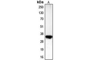 Western blot analysis of CDC2 (pT161) expression in HeLa (A) whole cell lysates. (CDK1 Antikörper  (pSer161))