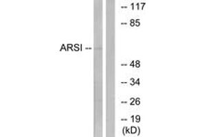 Western blot analysis of extracts from COS7 cells, using ARSI Antibody. (Arylsulfatase I Antikörper  (AA 311-360))