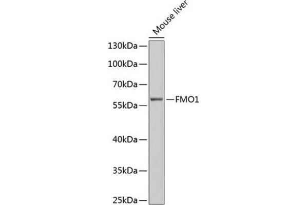 FMO1 anticorps  (AA 363-532)
