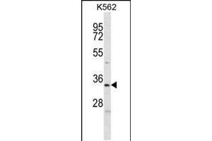 Western blot analysis in K562 cell line lysates (35ug/lane). (ELAVL2 Antikörper  (AA 156-184))
