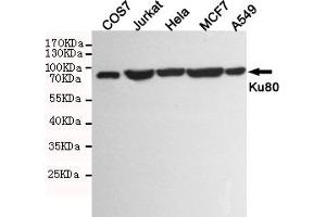 Western blot detection of Ku80 in COS7,Jurkat,Hela,MCF7 and A549 cell lysates using Ku80 mouse mAb (1:1000 diluted). (XRCC5 Antikörper)