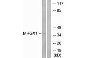 Western blot analysis of extracts from MCF-7 cells, using MRGX1 Antibody.