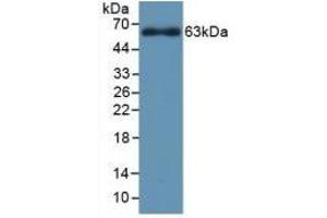 Western Blotting (WB) image for anti-Cytochrome P450, Family 1, Subfamily A, Polypeptide 1 (CYP1A1) (AA 251-521) antibody (ABIN7441016)