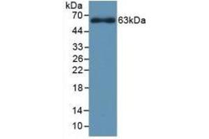 Detection of Recombinant CYP1A1, Rat using Polyclonal Antibody to Cytochrome P450 1A1 (CYP1A1)