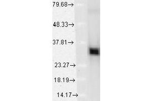 HO-1 (1F12-A6), recombinant HO-1 (HSP90 Antikörper)