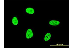Immunofluorescence (IF) image for anti-Oxidative-Stress Responsive 1 (OXSR1) (AA 351-450) antibody (ABIN564268)