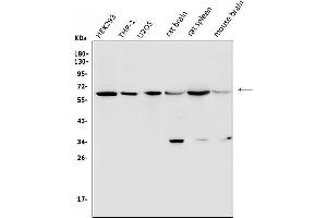 Western blot analysis of U2AF2 using anti-U2AF2 antibody (ABIN7600793).