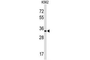 Western blot analysis of ATP1B2 Antibody (Center) in K562 cell line lysates (35µg/lane). (ATP1B2 Antikörper  (Middle Region))