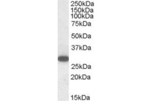 Image no. 1 for anti-Regulator of G-Protein Signalling 18 (RGS18) (C-Term) antibody (ABIN374434) (RGS18 Antikörper  (C-Term))