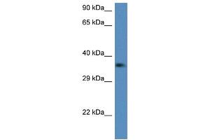 WB Suggested Anti-C1qtnf2 Antibody Titration: 1. (C1QTNF2 Antikörper  (Middle Region))