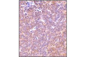 Immunohistochemistry of PAK2 in mouse spleen tissue with this product at 10 μg/ml. (PAK2 Antikörper  (C-Term))