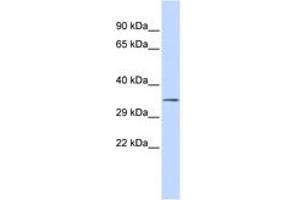 Image no. 1 for anti-Upstream Transcription Factor 1 (USF1) (N-Term) antibody (ABIN6742470) (USF1 Antikörper  (N-Term))